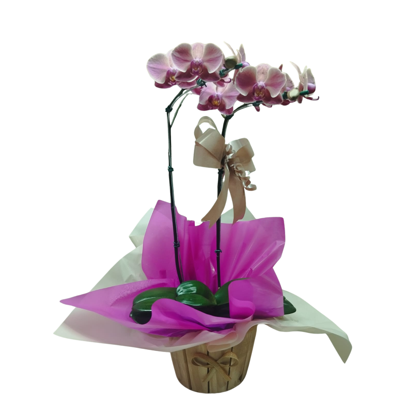 Orquídea Phalaenopsis 2 Hastes Pote 15 "Foto real do produto"